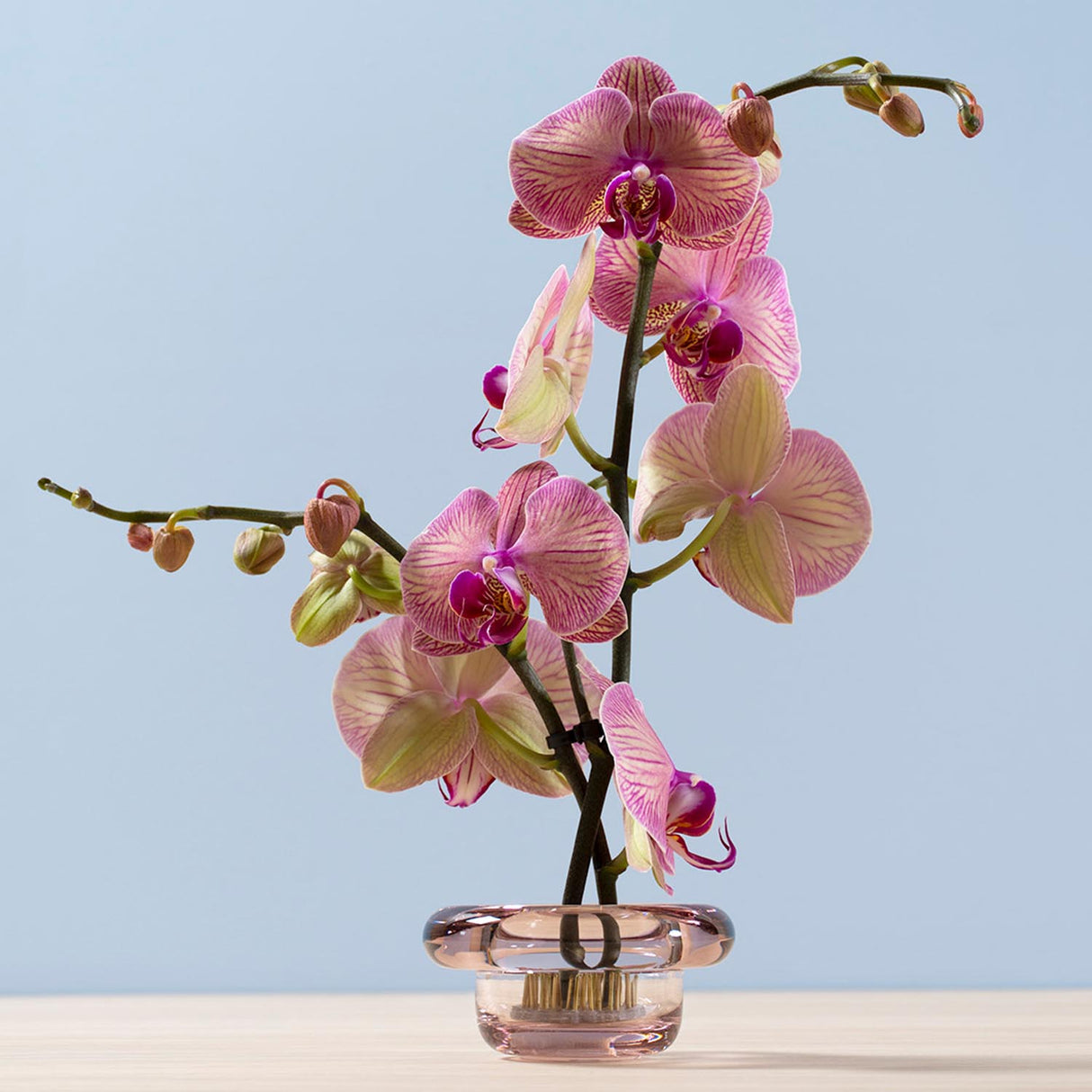 Nedre Foss Sirkel telysholder, lys rosa.