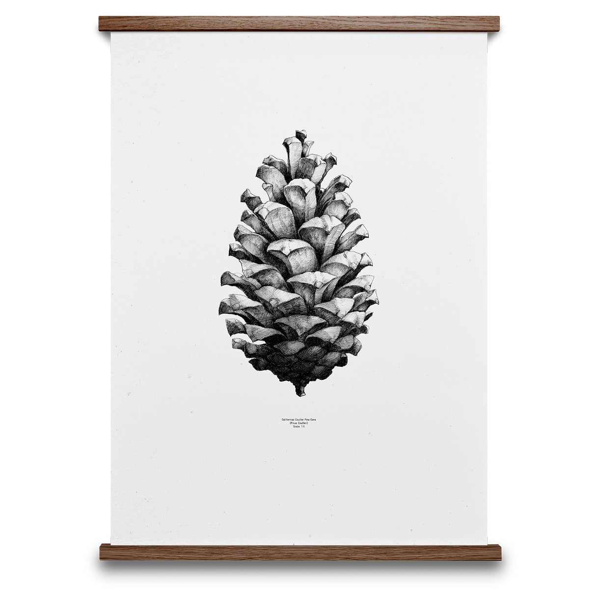 Paper Collective plakat, 1:1 Pine Cone.