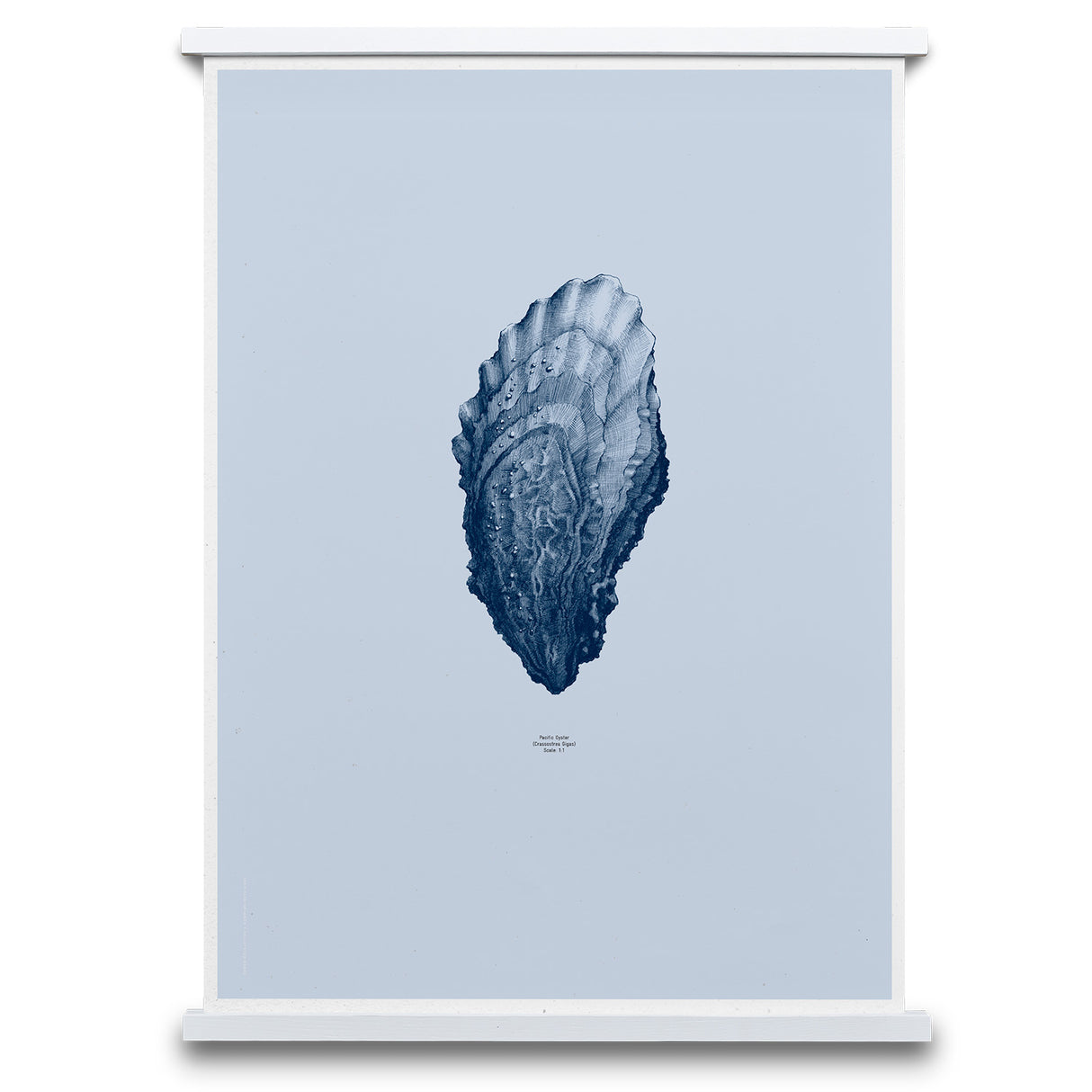 Paper Collective plakat, 1:1 Oyster ocean blue.